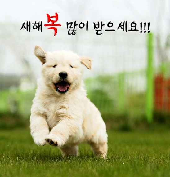 복 이미지